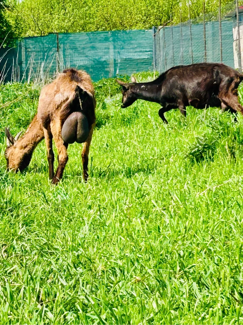 Alpine Franceze Genetica Top