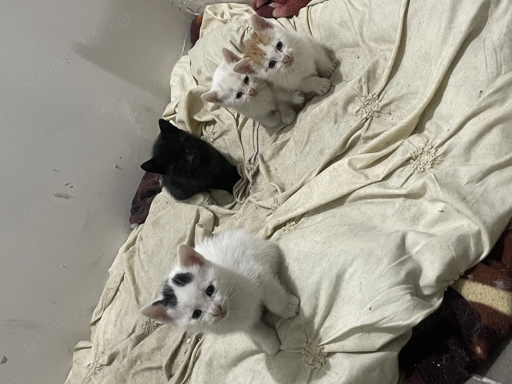 Donez metis Russian albastru 