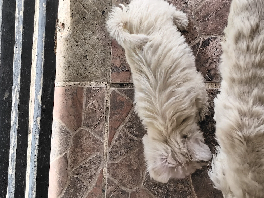 Fetiță bichon maltez