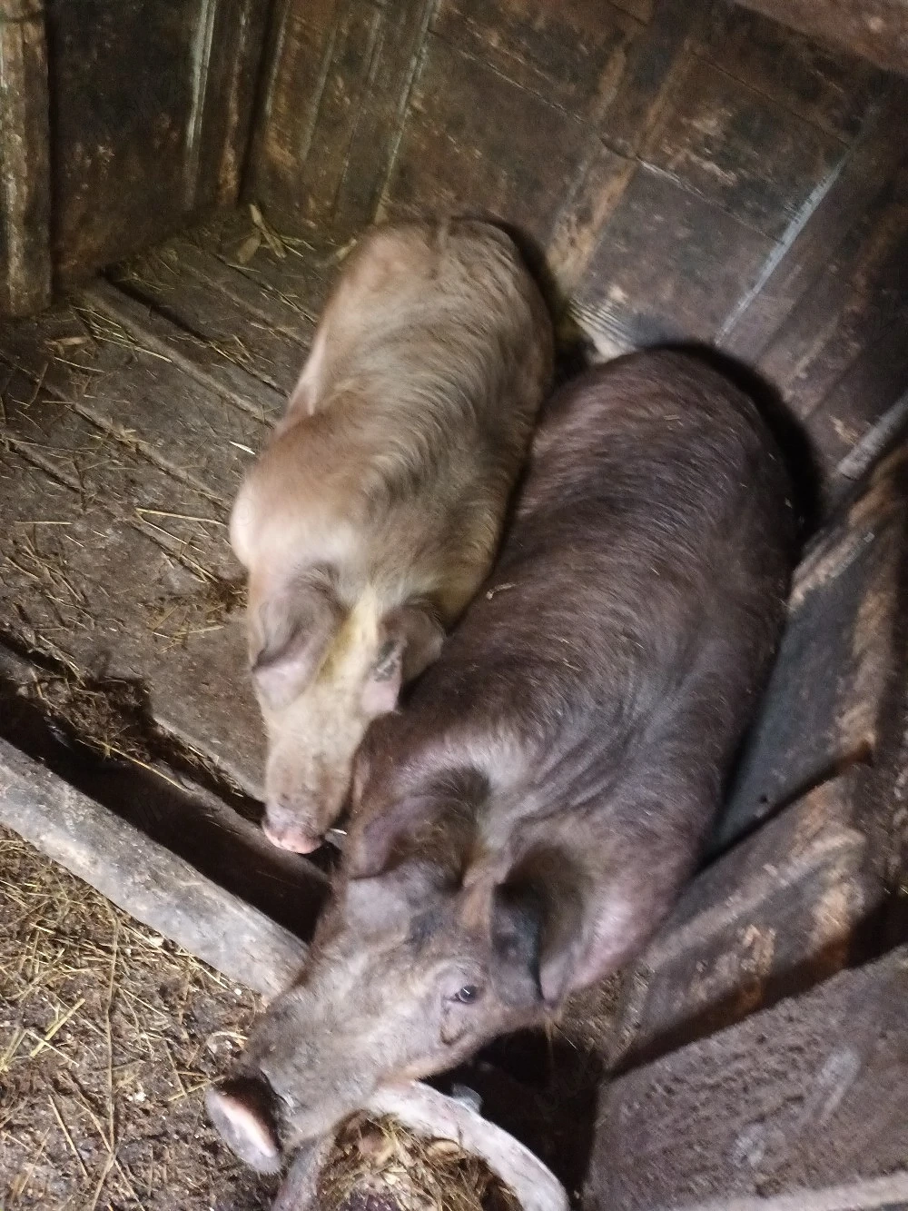 Porc Duroc