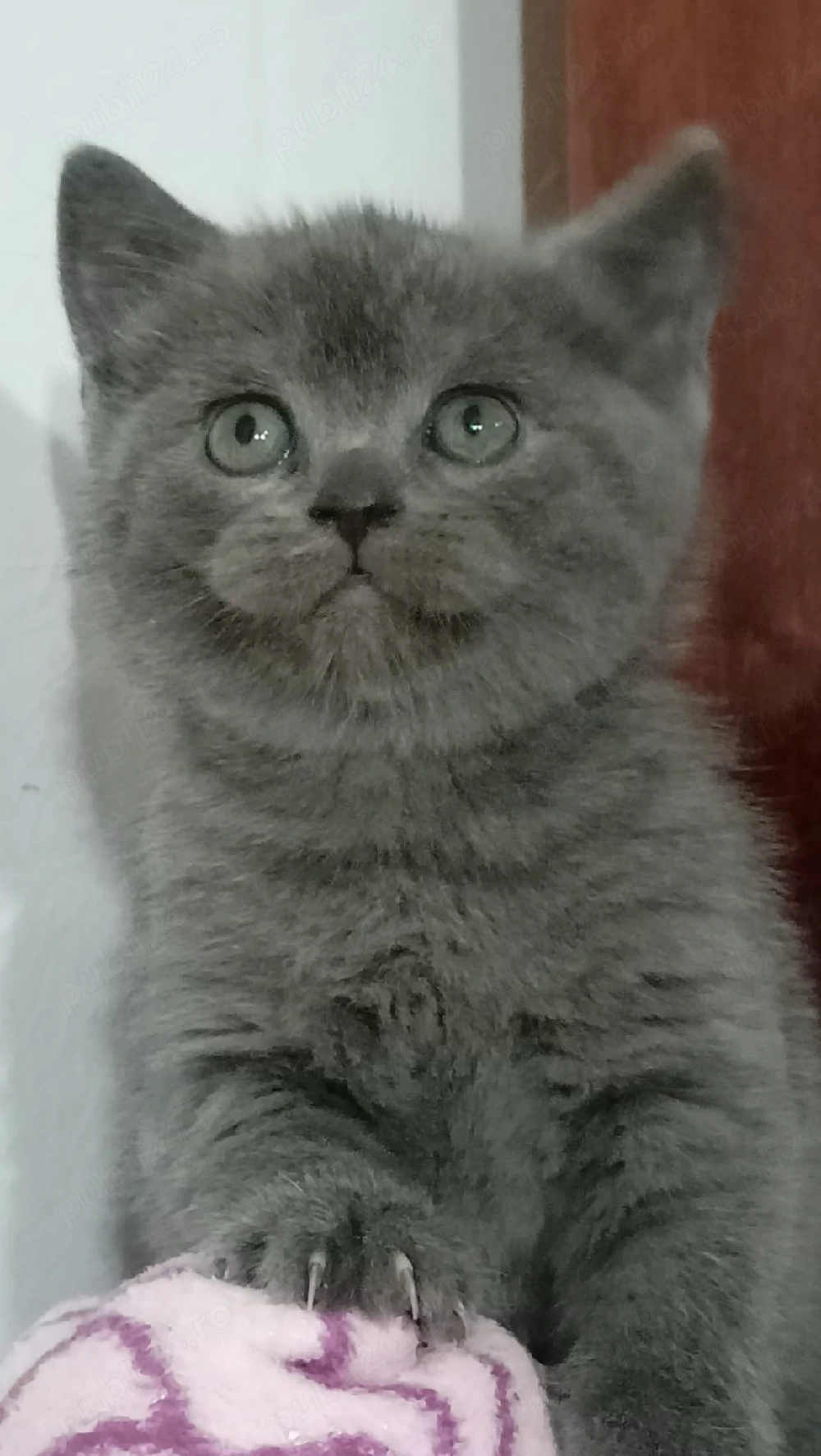 Puiuți british shorthair