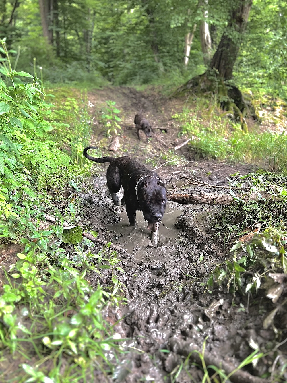 Mascul presa canario   dogo canario 