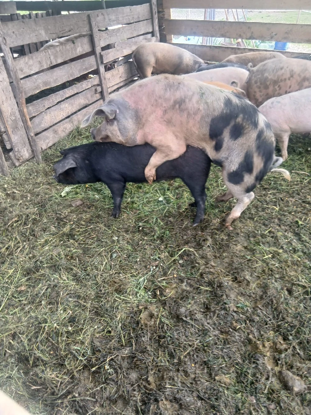 de vânzare soldana gestanta de o luna 