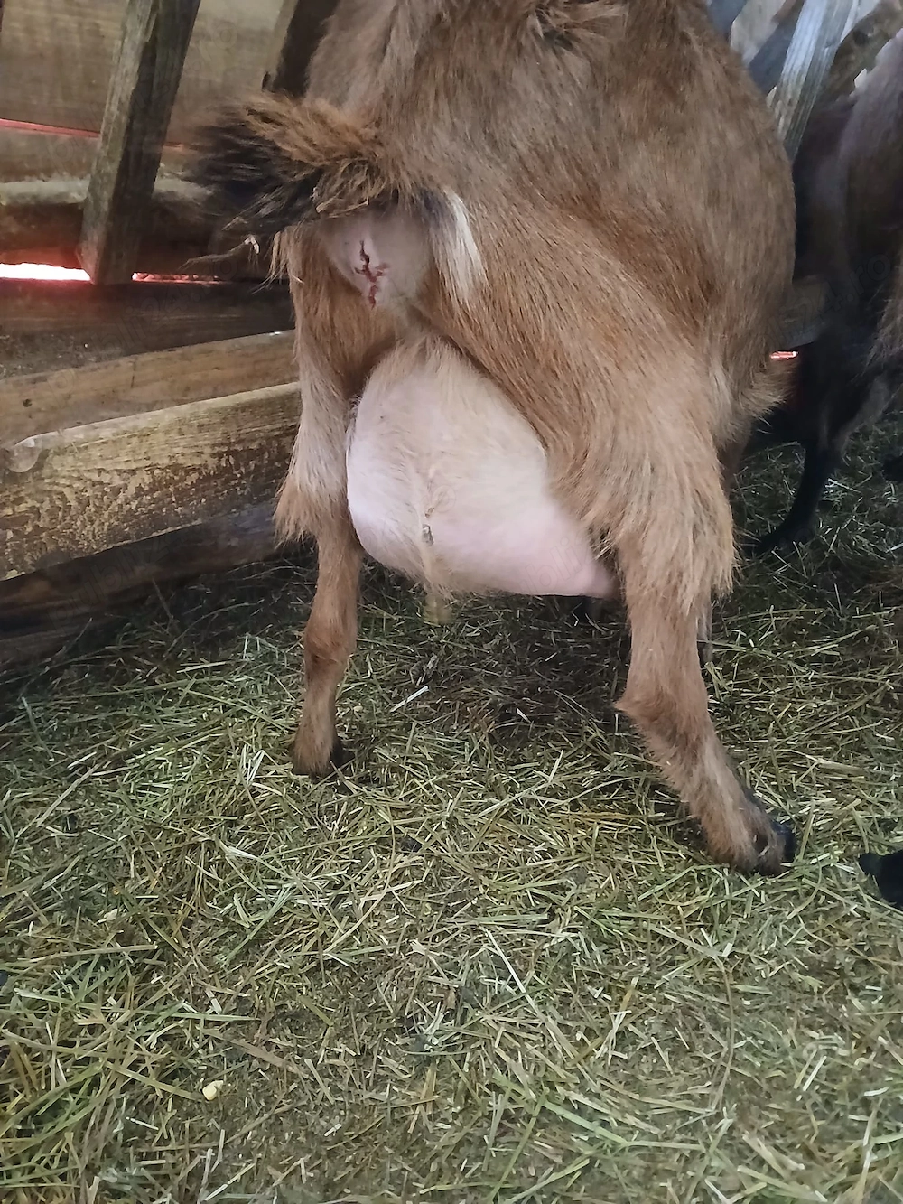 Capre alpine franceze 