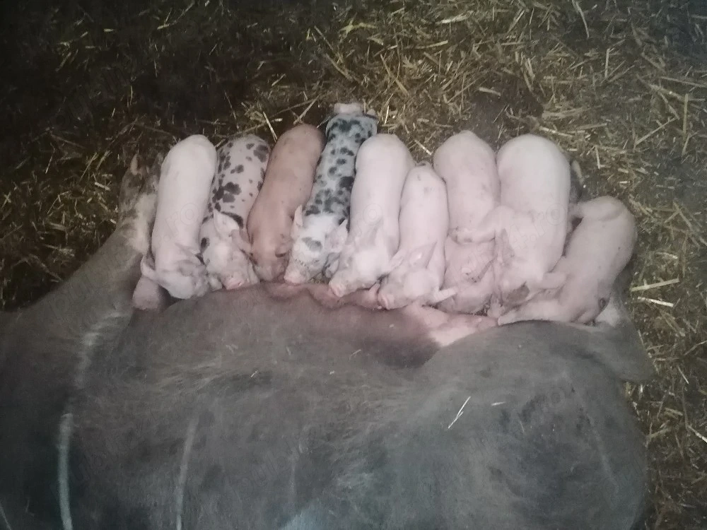 Vand purcea cu purcei 