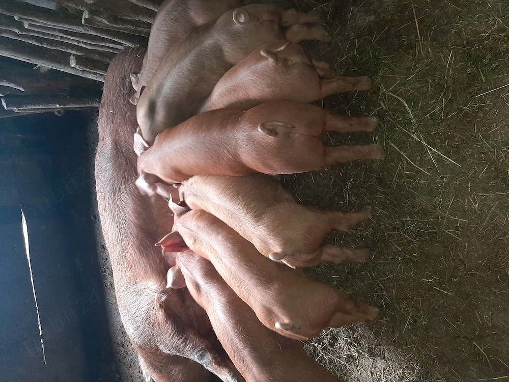 Purcei duroc disponibili 