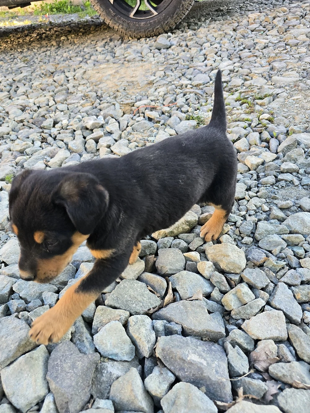 Donez căței talie medie