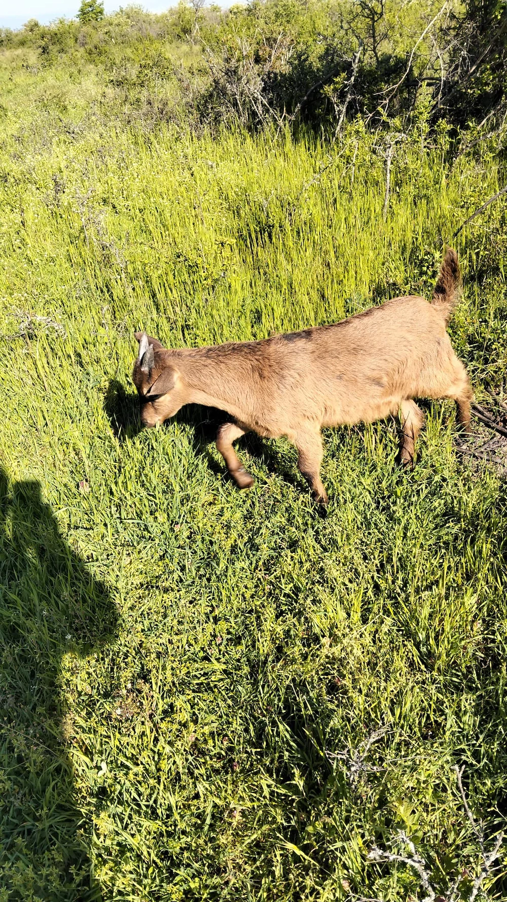 Vând Țapi alpini francezi originali de 2 luni și de O Luna 