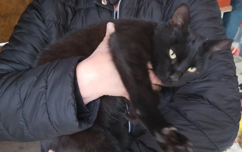 pisoi negricios spre adoptie vi-l livrez personal acasa