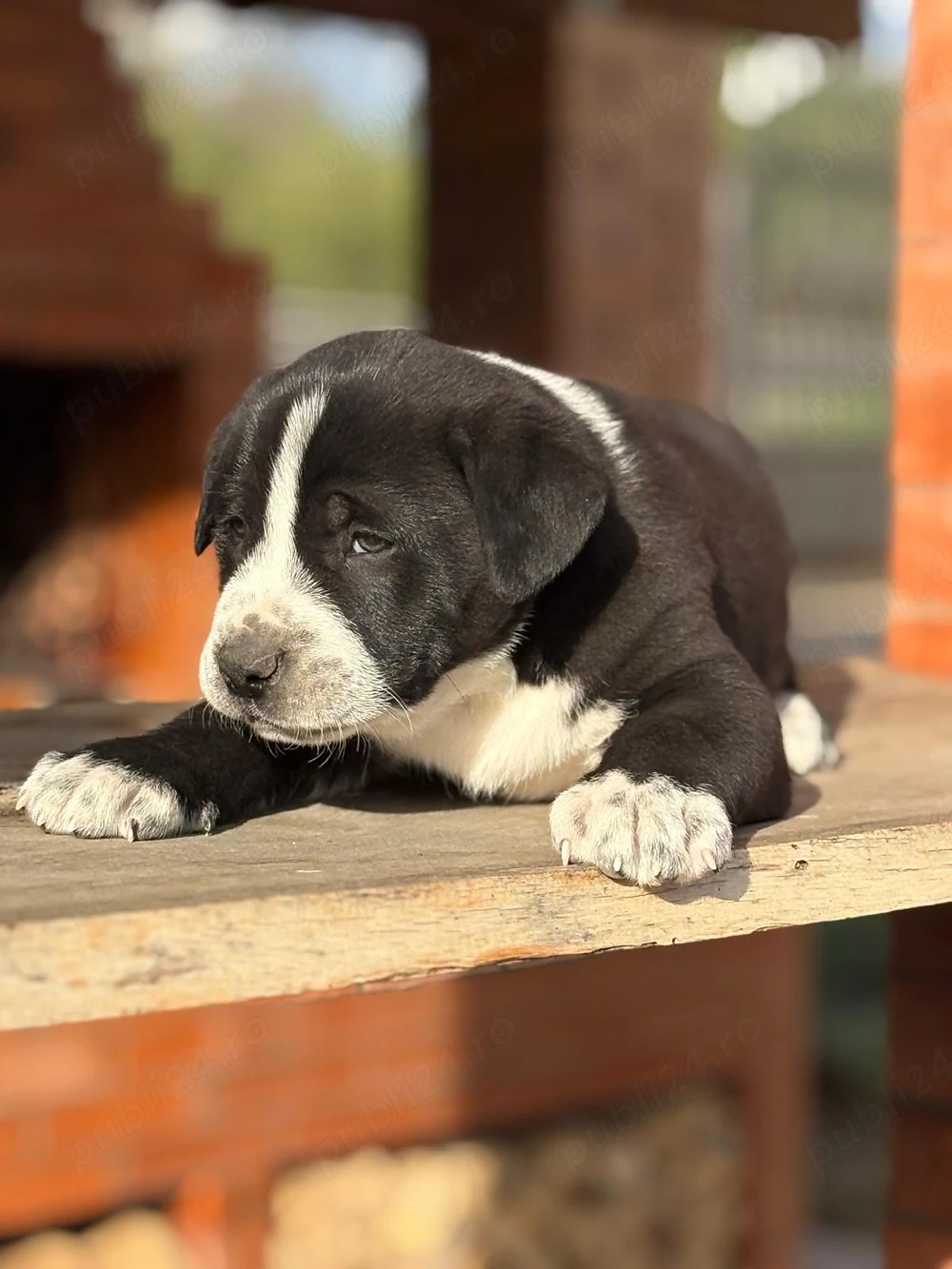 Mascul asia centrala