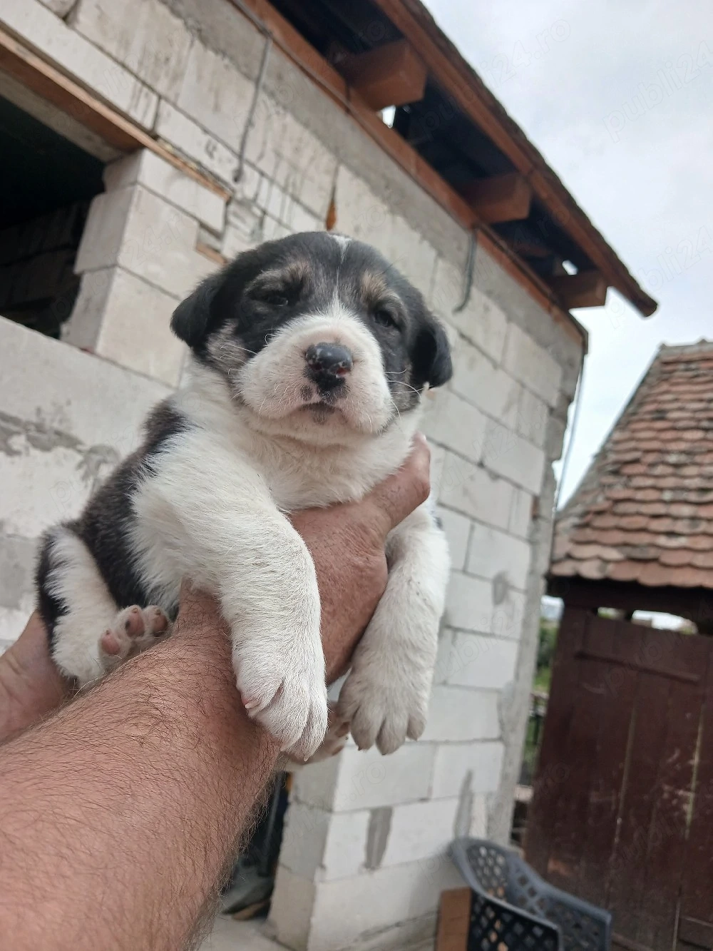 Femeluta asia centrala