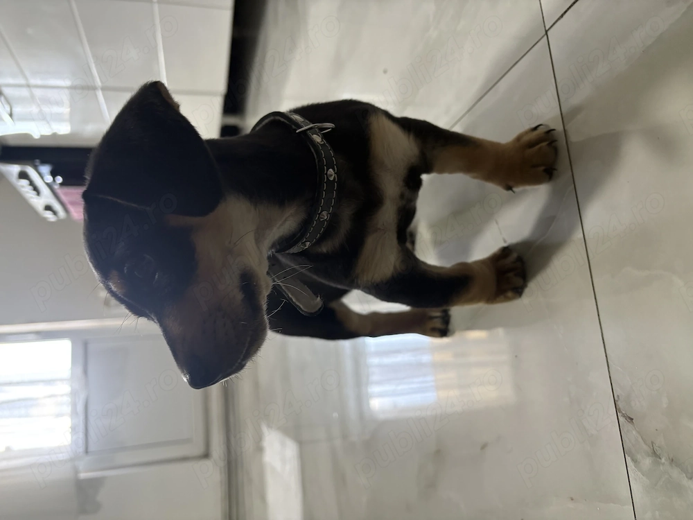 Catelus Teckel de vanzare 