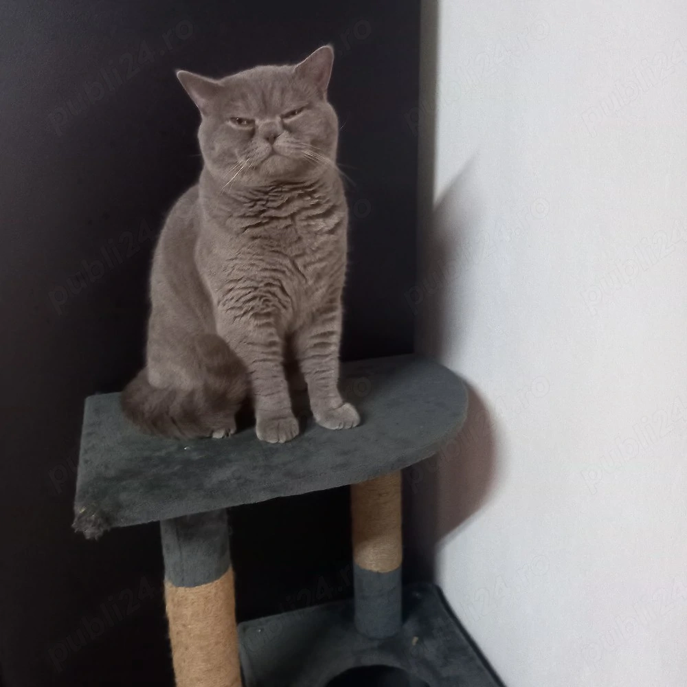Pisoi Rasa British shorthair 