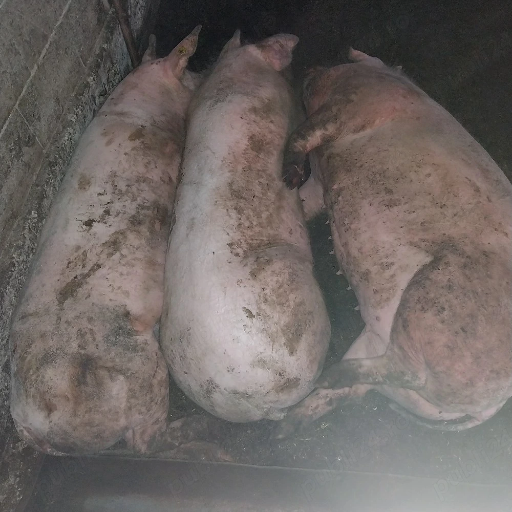 Scroafa de sacrificat