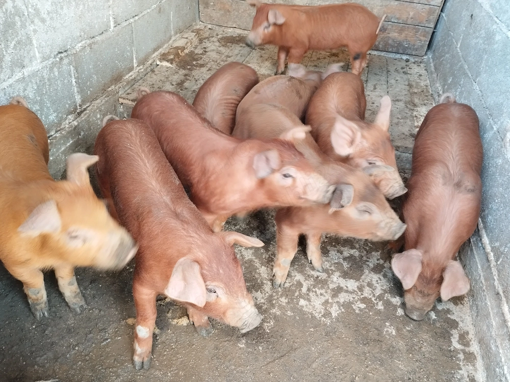 De vânzare 9 purcei,duroc.