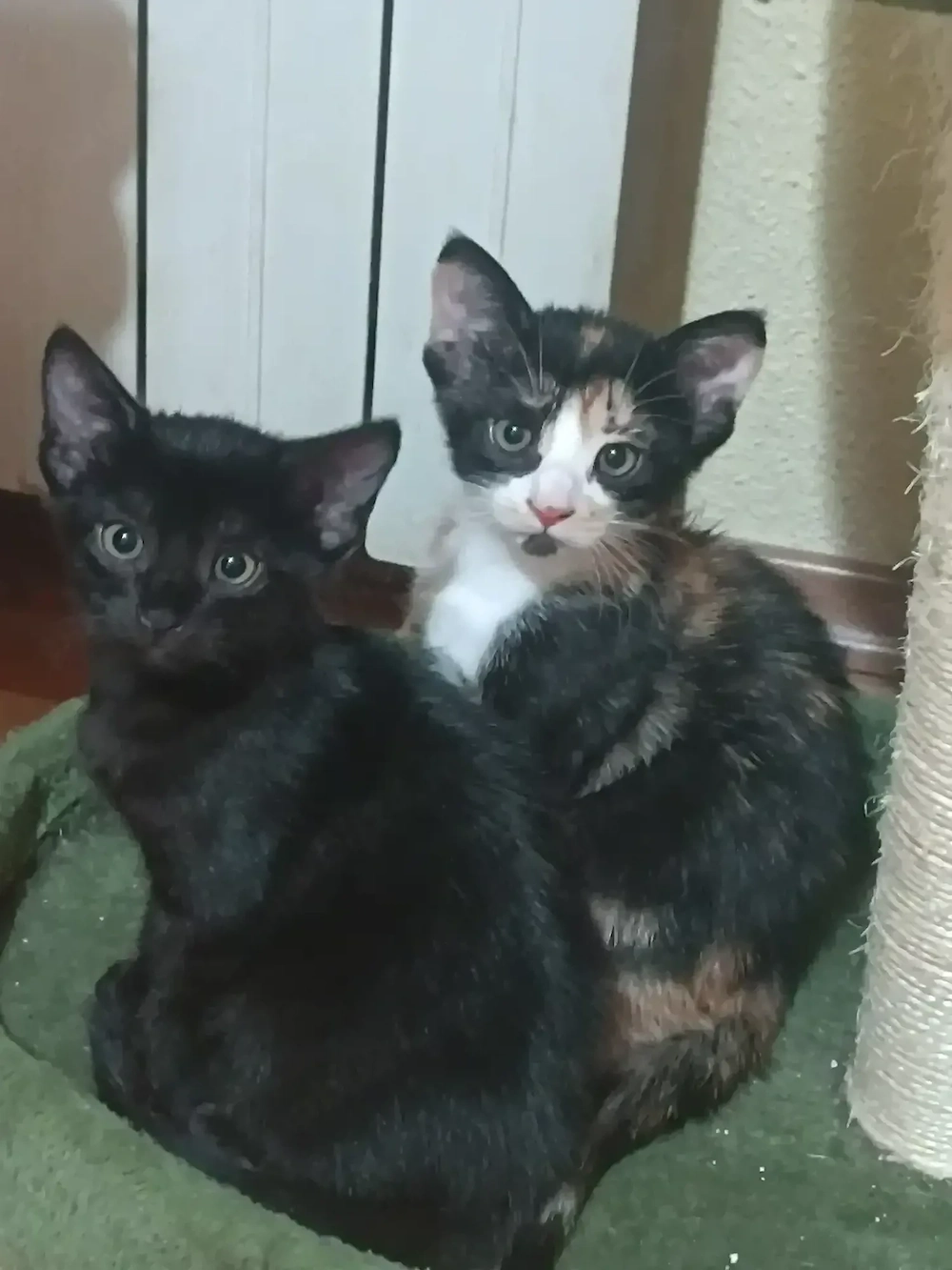 TITLU: Cat Sitting de LUX & Asistență Medicală (Jurist & Asistent Medical)    Olimpul Pisicilor 