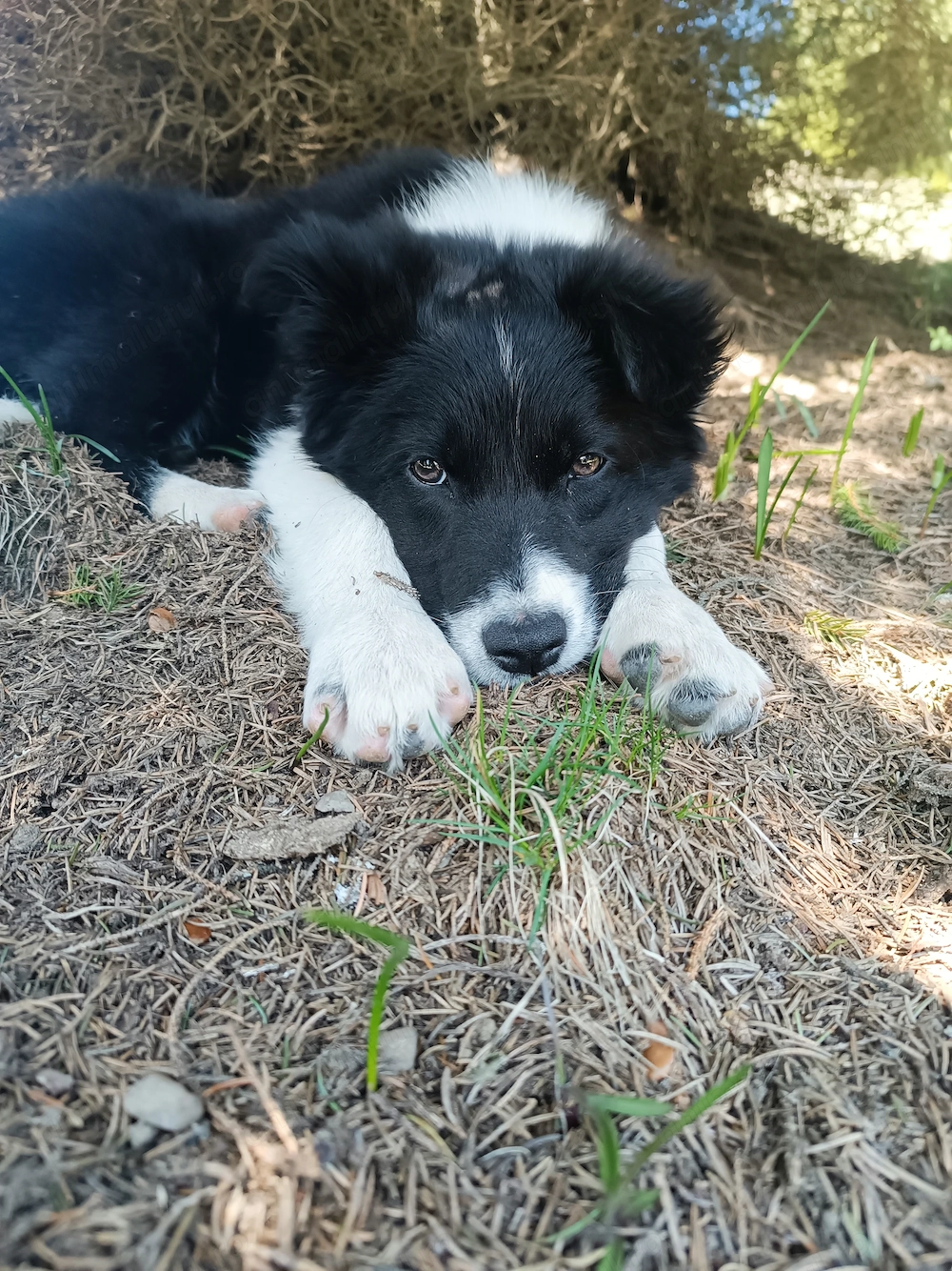 Vând pui de border collie!!!