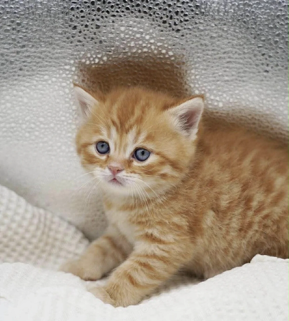 British shorthair color 