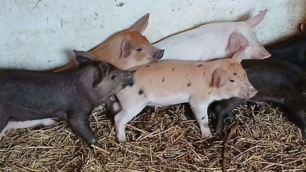 purcei 8-9 saptamani 