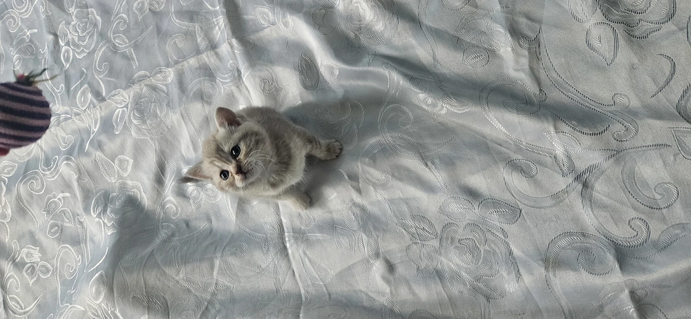 Pui de pisica Scottish