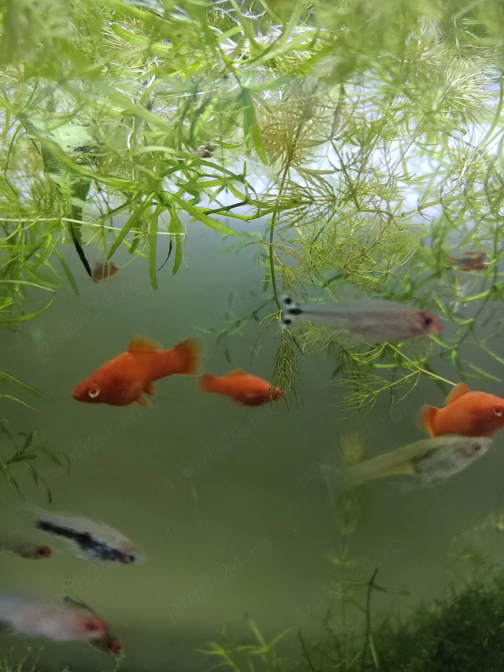Pesti tetra rummi nose
