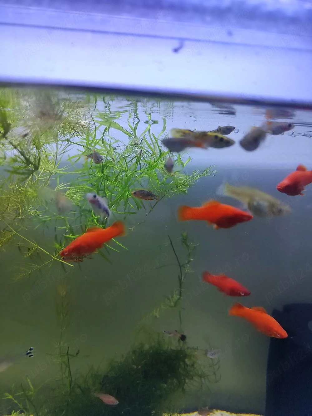 Pesti xifo ochii rosii si tetra rummi nose