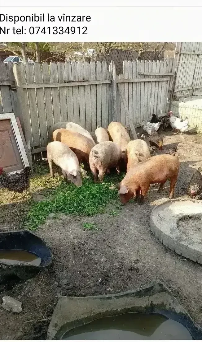 de vanzare detalii  