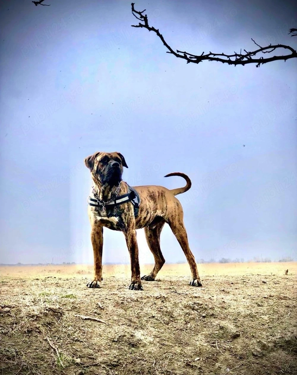 Mascul Presa Canario