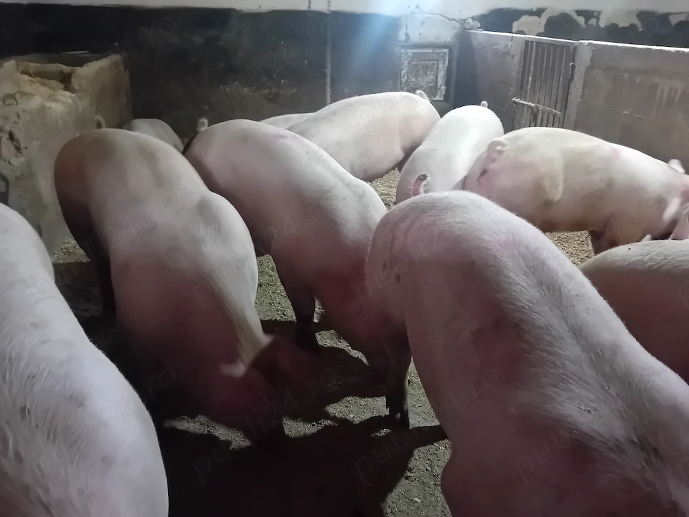 Porci de carne 