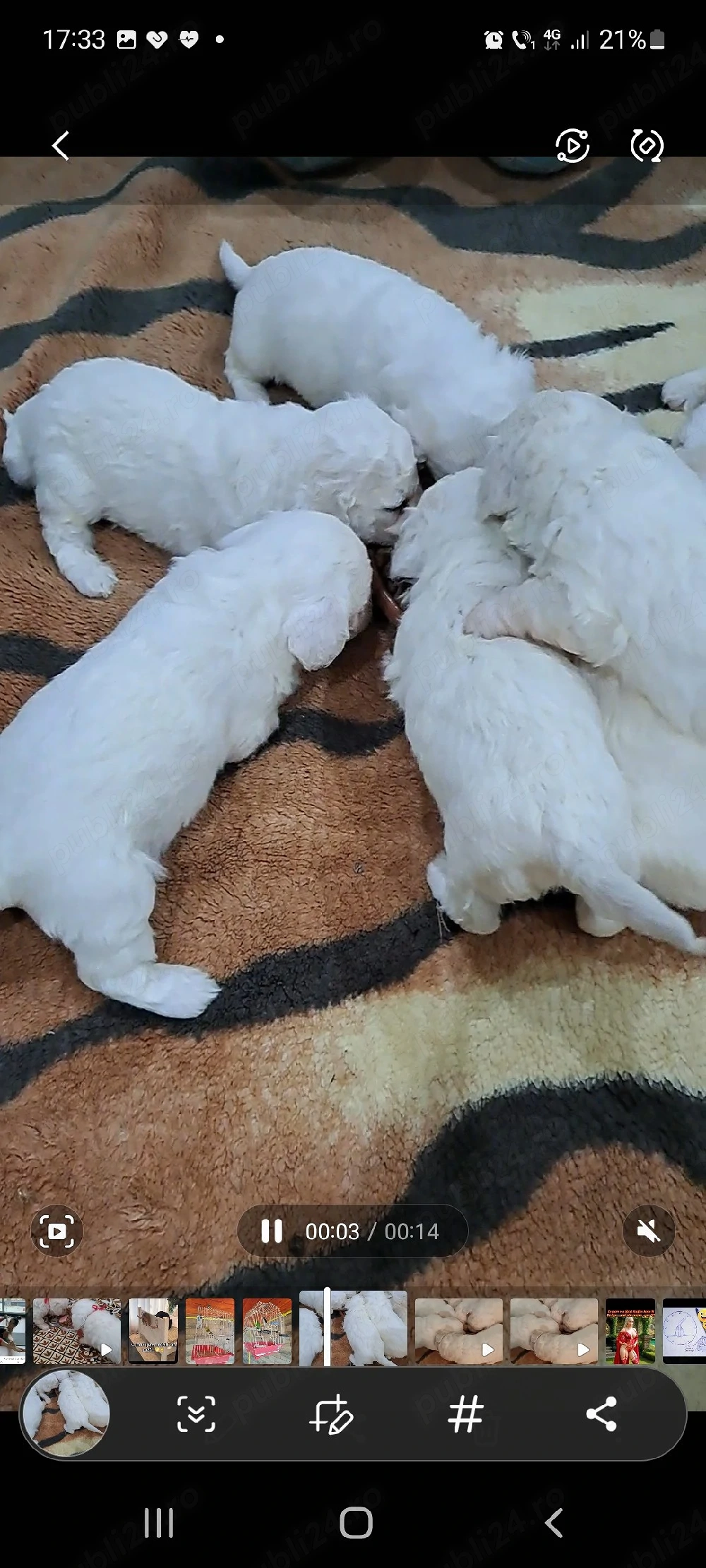 bichoni maltez talie mica