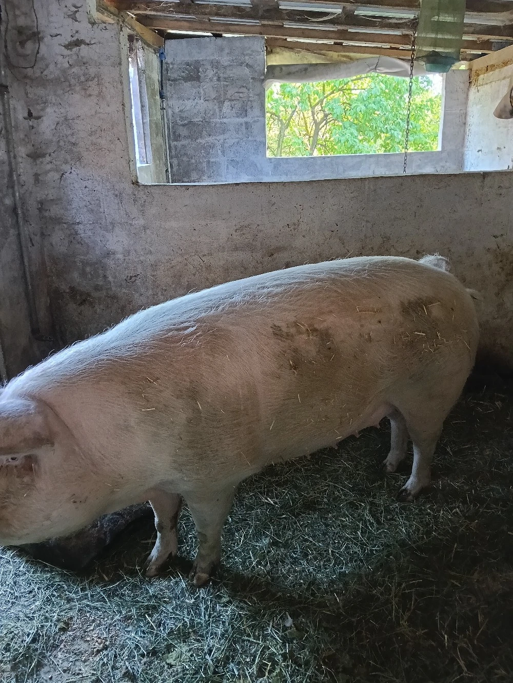 vand 2 scroafe landrace gestante 