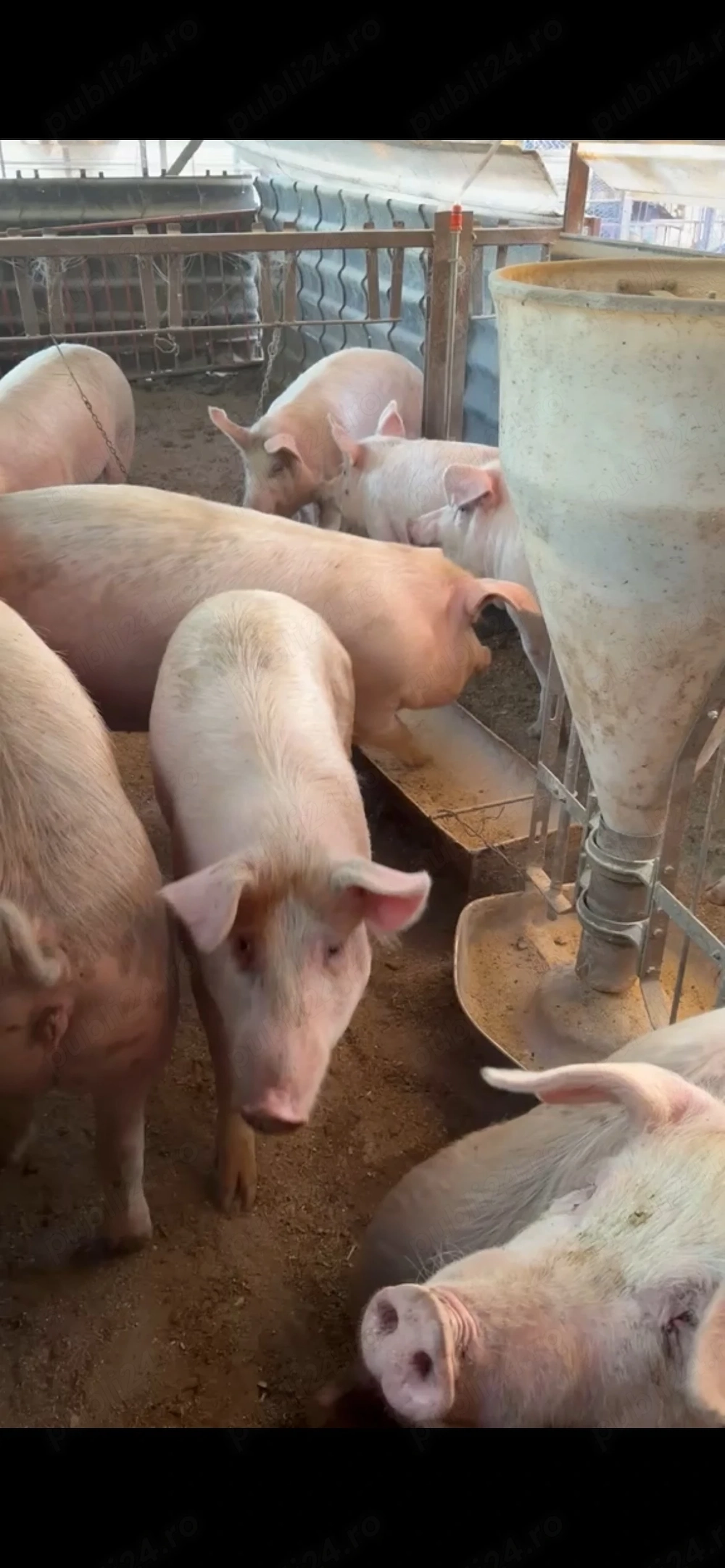 Porci Marele Alb si Duroc