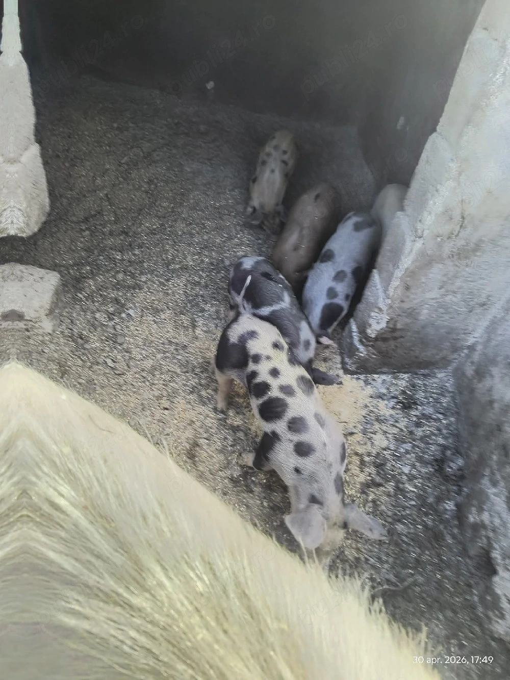 Vând 6 purcei de 6 saptamani mai multe detalii la telefon 