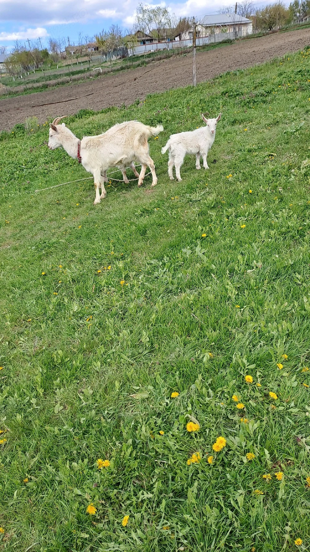 vând  3 capre și 2 iede de anul acesta