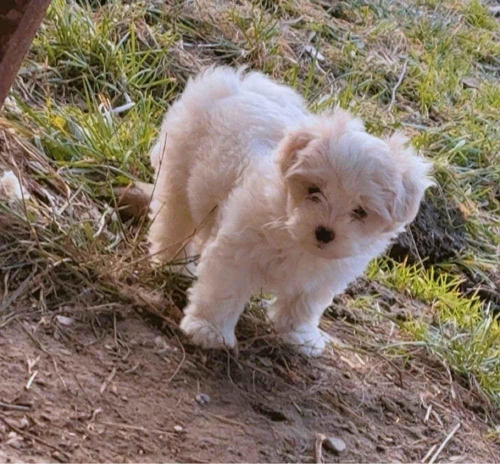 vand bison maltez fata 