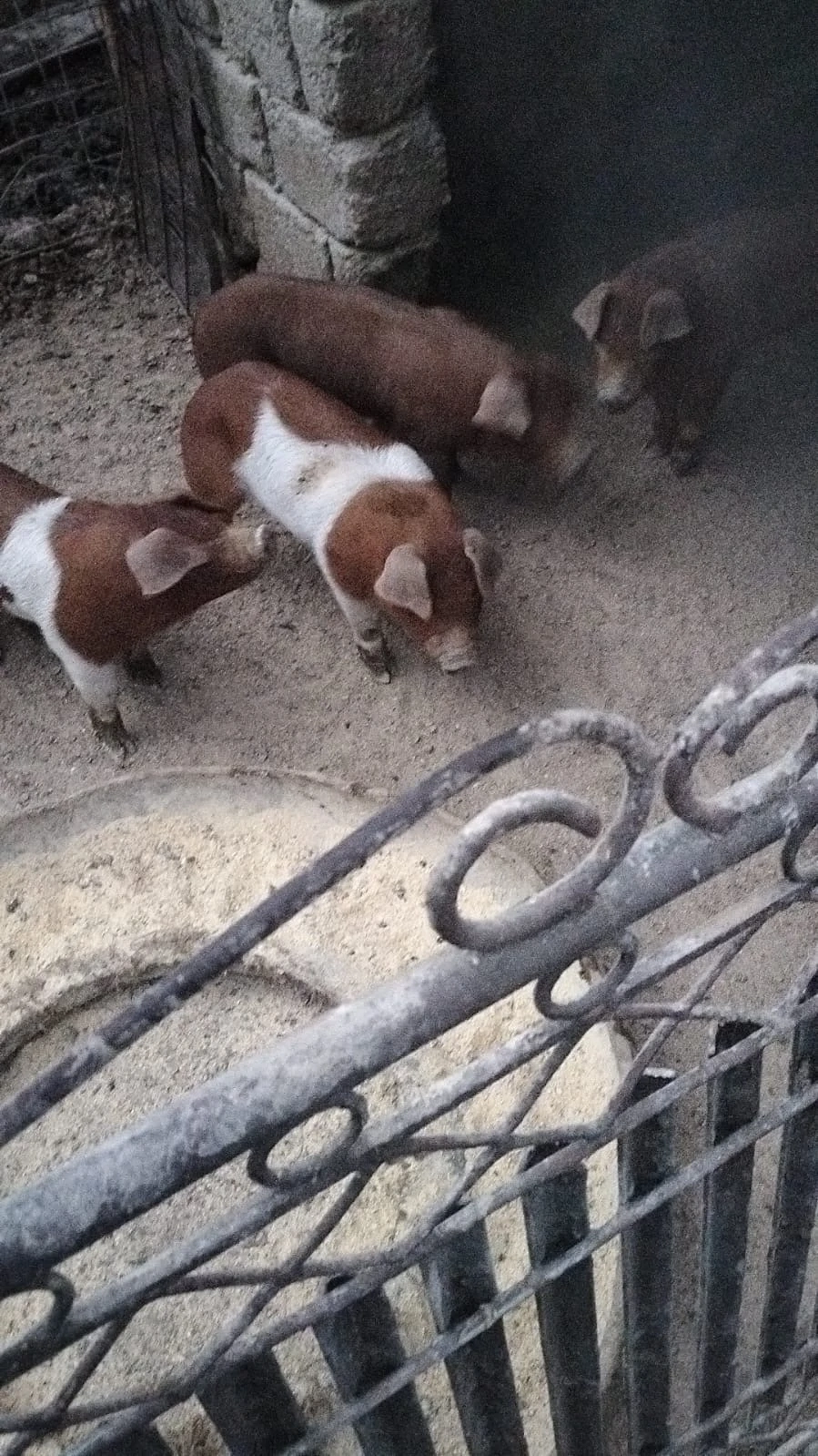 Purcei de 2 luni, foarte mâncăcioși