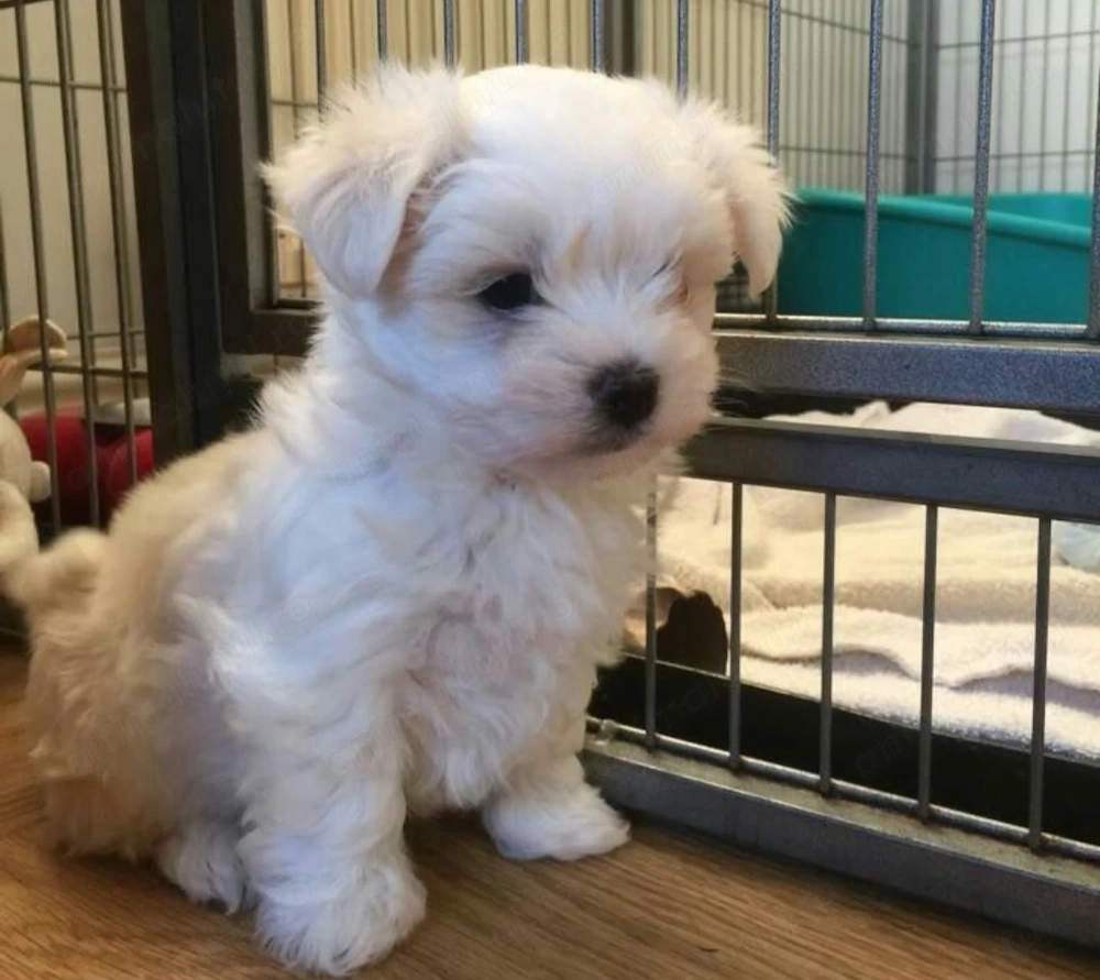 Bichon maltez   mini fetite 
