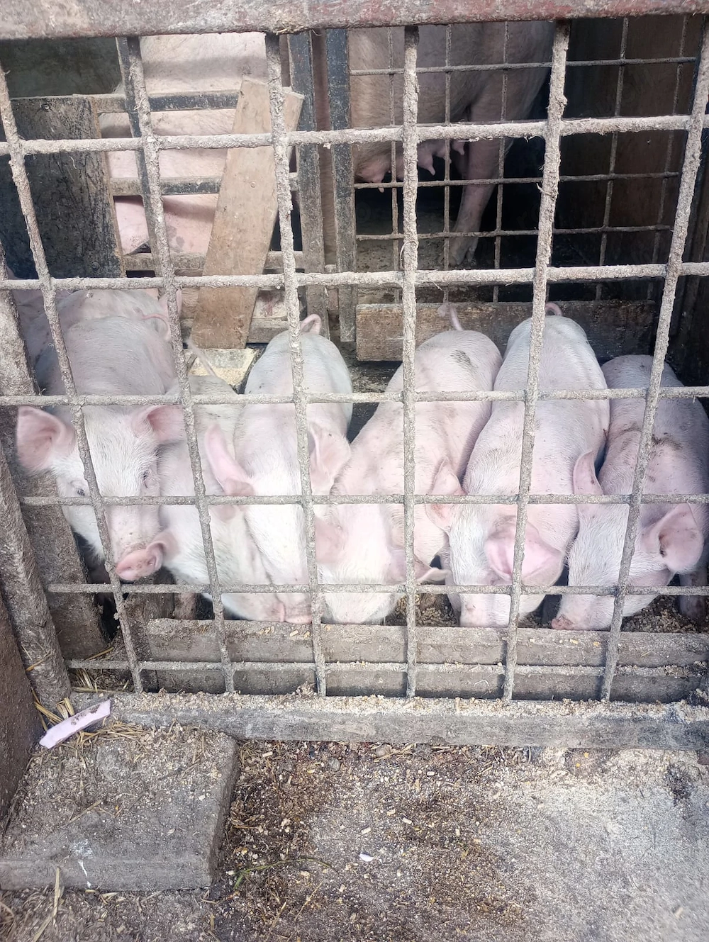 Purcei de 6 săptămâni 