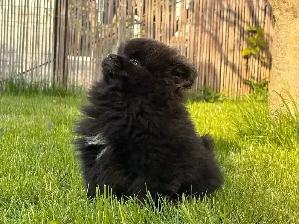 pomeranian negru 