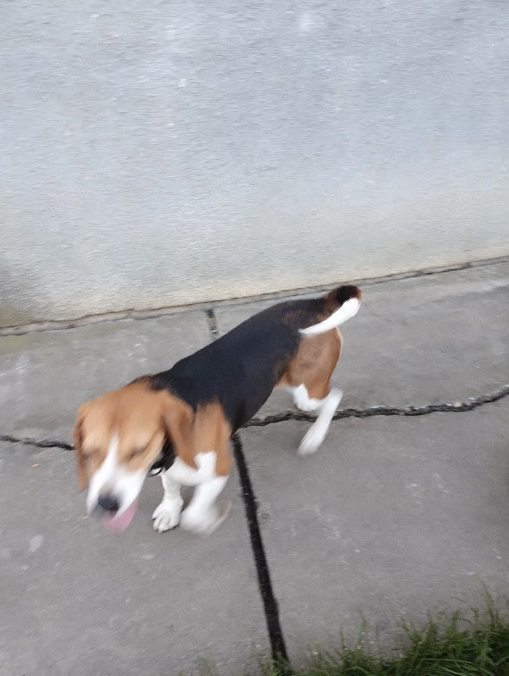 Vsnd Beagle fetița