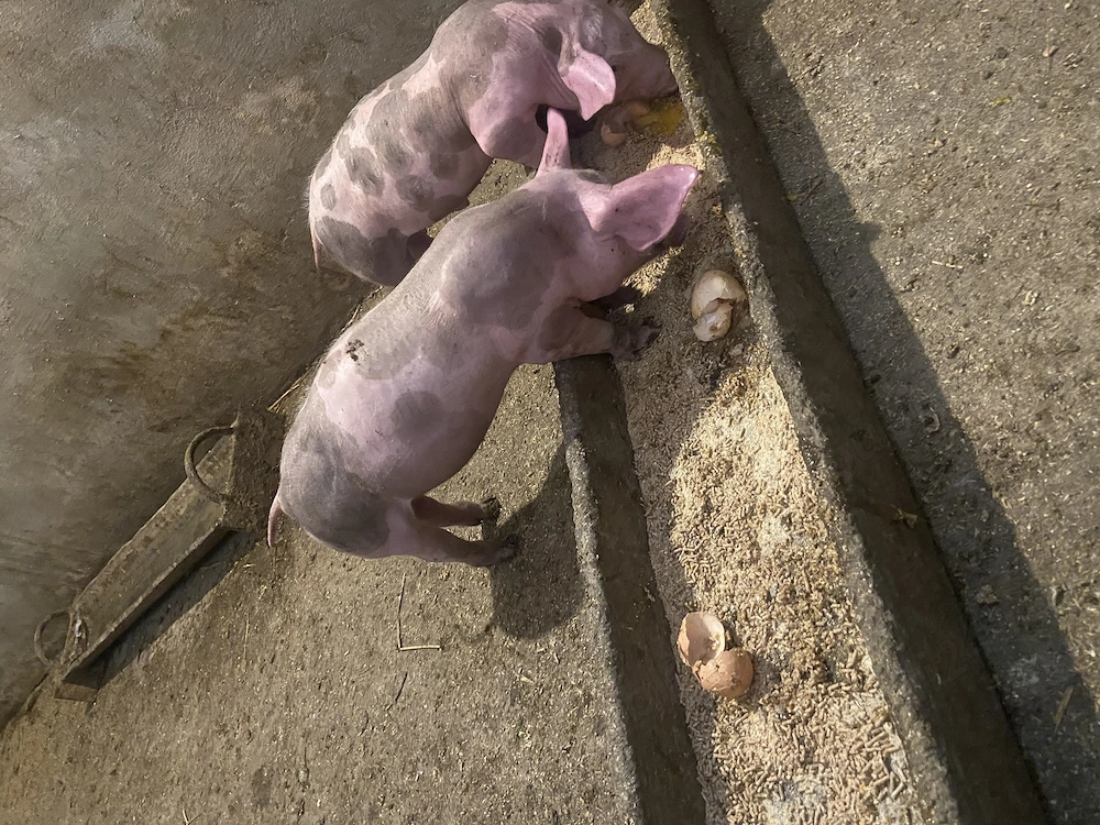 Purcei pietrean 