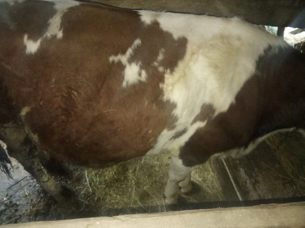 juninca  de vânzare 