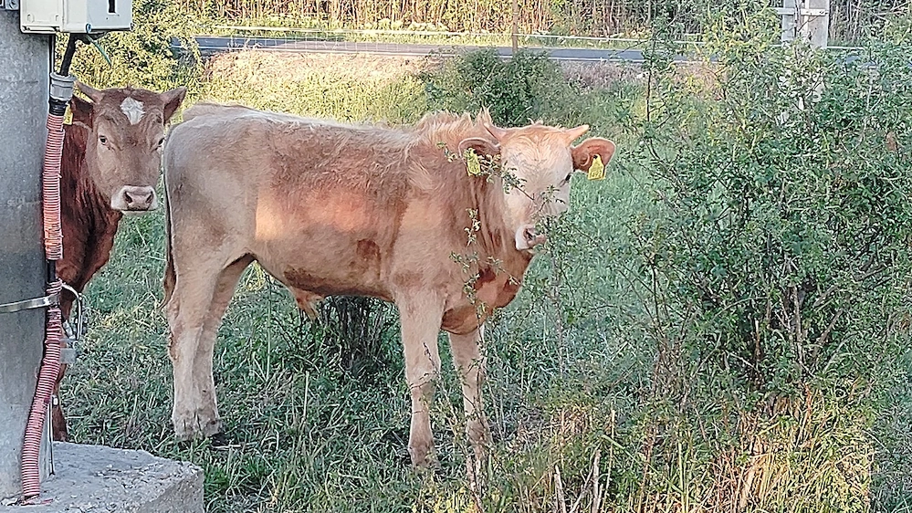 Vând viței de vârsta 6 luni 