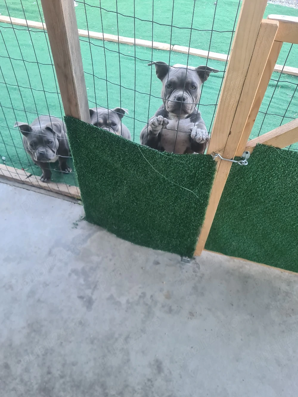 American bully poket