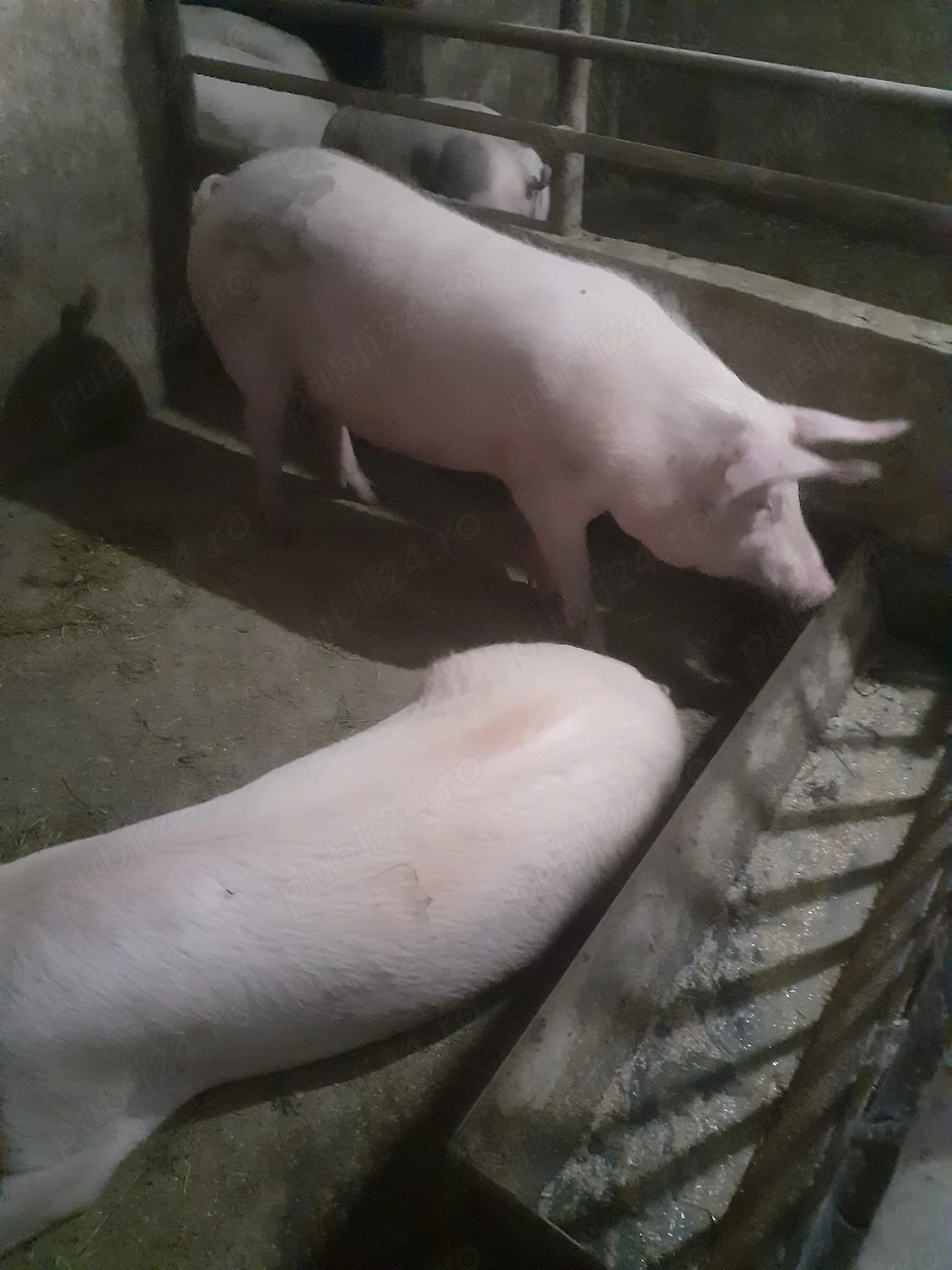 Vand 2 porci , 16 lei kg