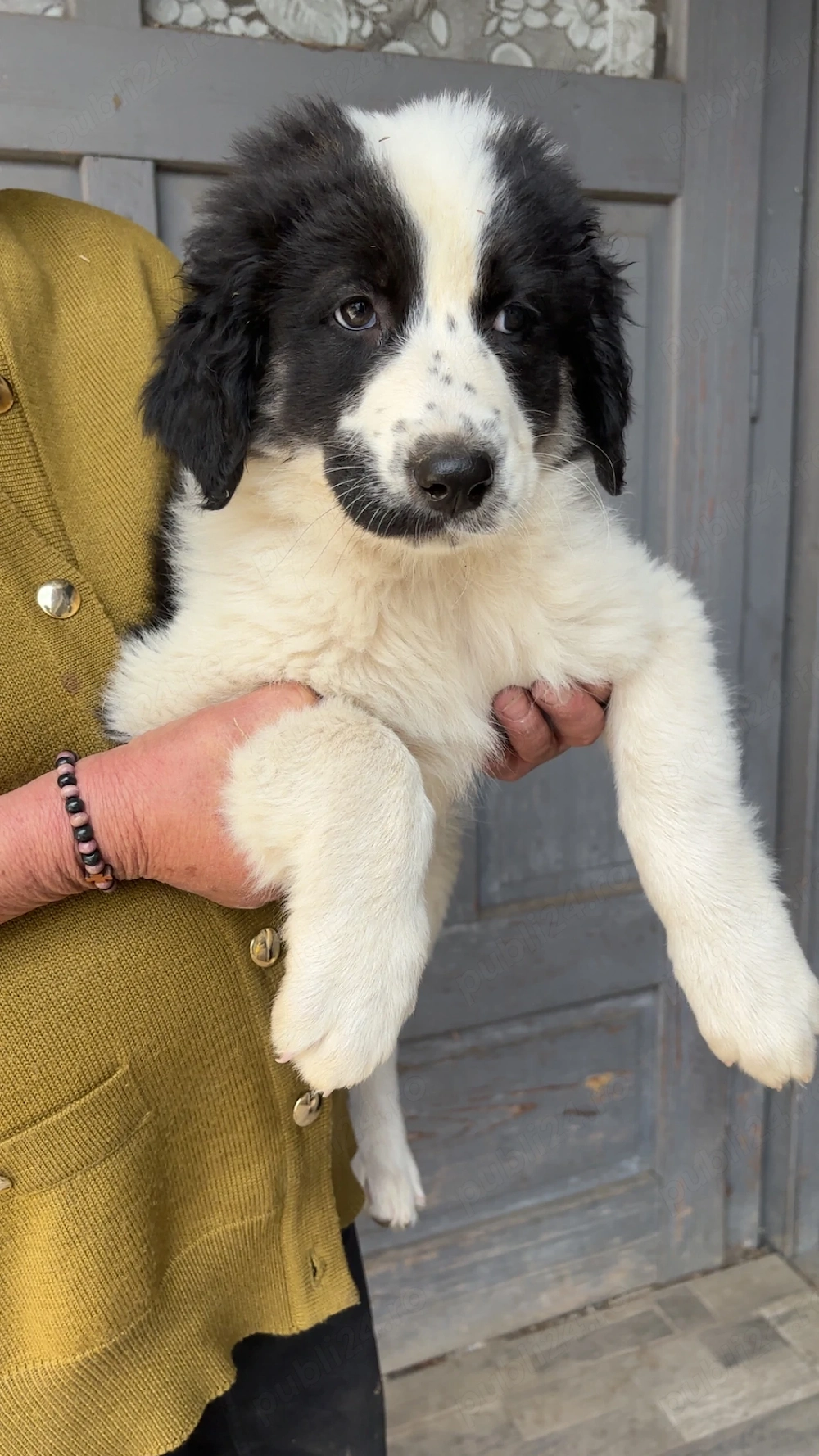 Vând cățelușă ciobănesc de Bucovina 