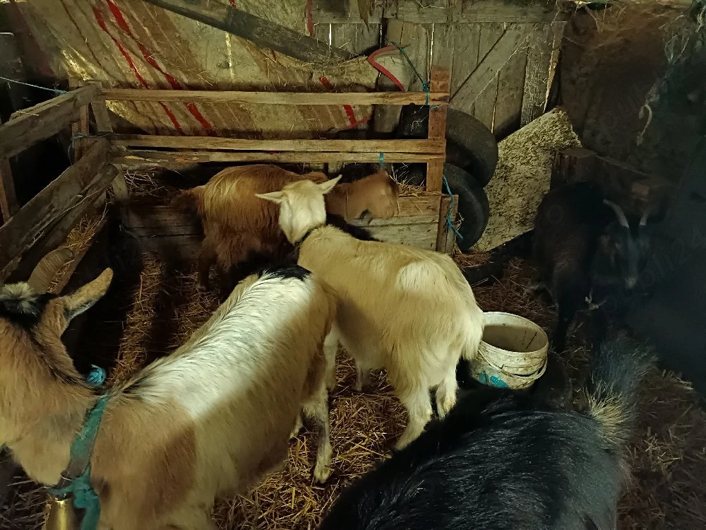 Capre bune de lapte și iezi