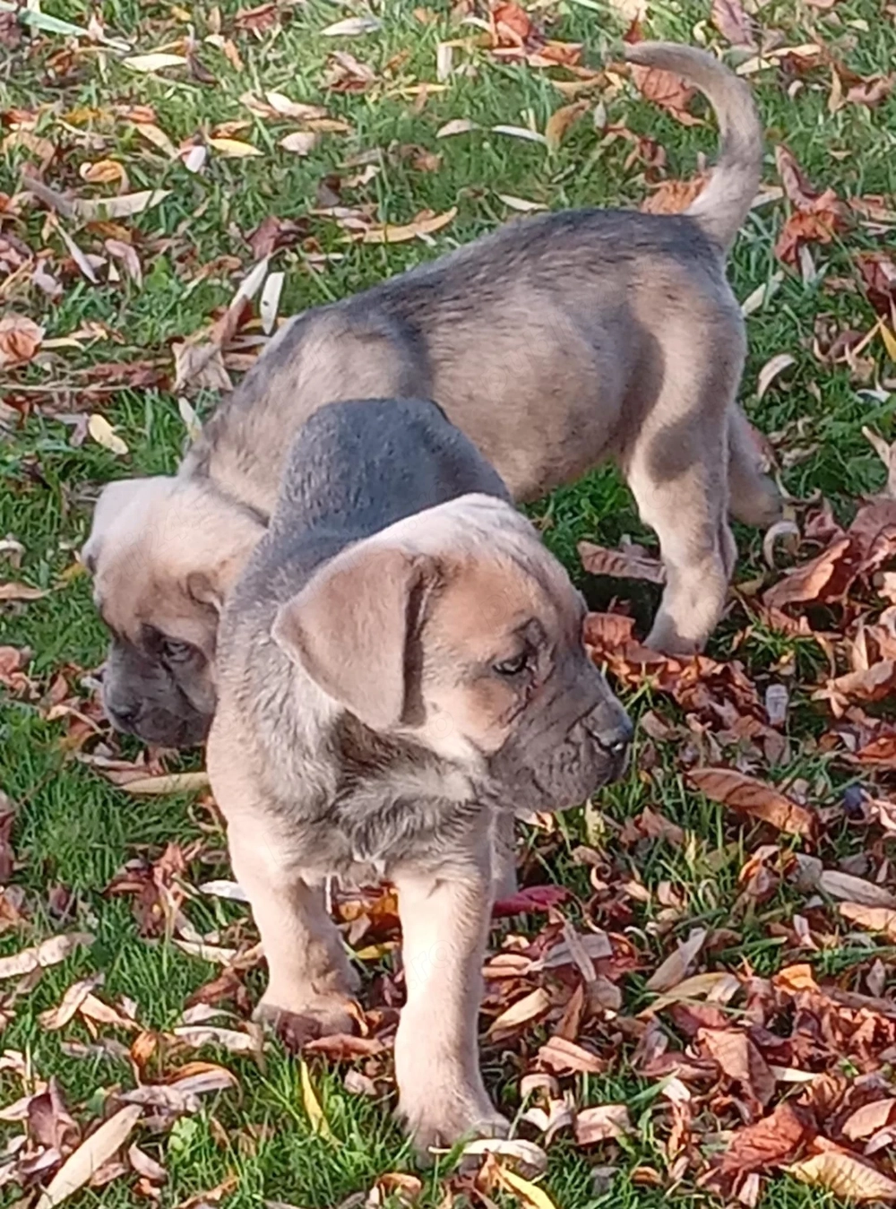 Masculul Cane Corso junior , cu Pedigree 