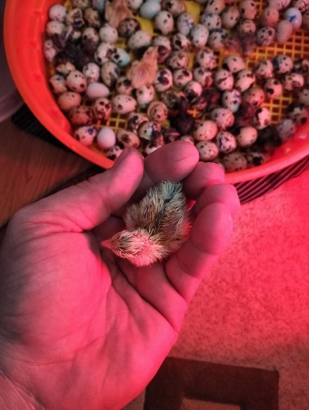 Vand oua de prepeliță 