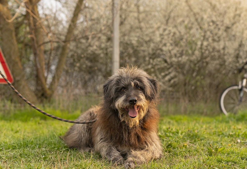 Caini pentru adoptie